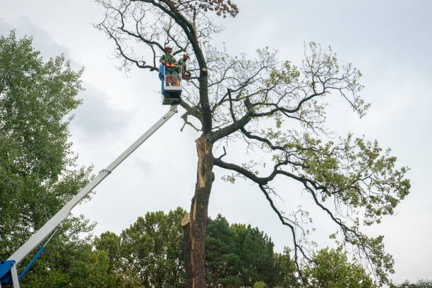 Seasonal Cleanup in Abbeville, GA