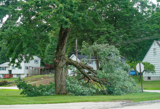 Best Utility Line Clearance  in Abbeville, GA