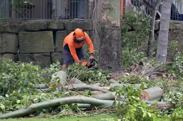 Trusted Abbeville, GA Tree Services Experts